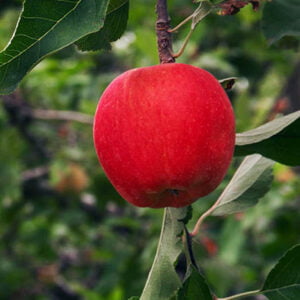 Training Onderhands aanbesteden