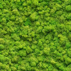 Achtergrond 2 Trias Politica Advies